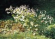 Měsíčnice vytrvalá (Lunaria rediviva) dorůstá výšky asi 70 cm. Pokud plodící stonky nesklidíte do vázy, budou vaši zahradu zdobit až do jara 