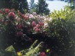  Přitažlivá scenerie s rododendrony 