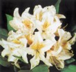  Rhododendron „Cunningham's White“ 