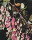  Dřišťálů (Berberis) se pěstuje hodně druhů a odrůd. Plody se liší velikostí, tvarem a barvou - červené, naoranžovělé, žlutobílé, purpurové, tmavě modré až černé 