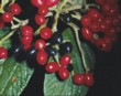  Plody kaliny vrásčitolisté (Viburnum rhitidophyllum) změní barvu z červené na černou. 