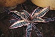 Cryptanthus "Black Mystic hybr"