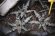Cryptanthus zonatus fosterianus hybr