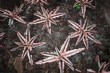 Cryptanthus "Pink Strarlight"