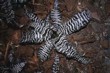 Cryptanthus "Black Mystic"