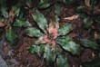 Cryptanthus "Carneval"