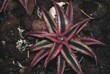 Cryptanthus "Novistar"