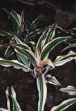 Cryptanthus 