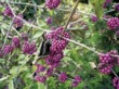  Callicarpa bodinierii je keř vysoký asi 2 metry, který vaši podzimní zahradu ozdobí nápadně fialovými plody. Vyžaduje chráněnou polohu 