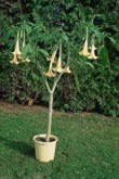 Tříletý durmanových durmanového kultivaru Brugmansia x flava se v době květu stává estetickou dominantou.