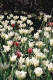 Tulipány