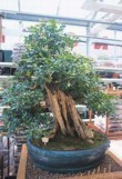 Když řeknete bonsai....