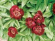  Červená jednoduchá odrůda hybridní pivoňky - P. albiflora x P. officinalis 