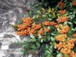  Hlohyně šarlatová (Pyracantha coccinaea) 