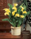  Žlutá odrůda kaly (Zantedeschia). Má ráda přímé světlo a pravidelnou zálivku. Cena 299 Kč za balení po dvou kusech, BAKKER HOLLAND 