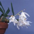  Orchidea Geologyne cristata je velmi náročná květina pro specialisty, cena hrnkových orchidejí od 350 Kč, BONSAI-ZAHRADA 