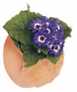  Nově vyšlechtěné barvy cinerárie (Senecio), cena 89 Kč, cena keramické závěsné nádoby od 79 Kč, STARKL-ZAHRADNÍK 