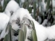  Šalvěj (Salvia officinalis) přežívá zimu bez problémů 