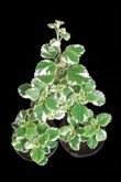 Plectranthus 