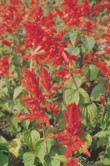  Šalvěj druhu Salvia splendens 