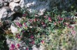 Něžný pestrý vítod (Polygala chamaebuxus)