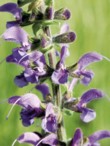  Sytě modré květy šalvěje (Salvia pratensis) 
