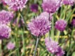  Obyčejná pažitka (Allium schoenoprassum) má neobyčejné květy 