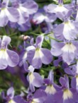  Něžné květy lobelek působí lehce a vzdušně (Lobelia erinus) 
