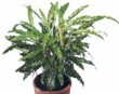 Calathea - pochází z vlhkých a teplých deštných pralesů Brazílie, potřebuje stinné, teplé místo. Cena od 189 Kč, OBI 