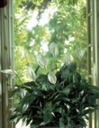  Spathiphyllum je zde na okně, ale pokvete, i když bude stát na stinném místě. Cena od 99 Kč, OBI 