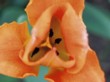  Květy tulipánů si zaslouží váš pohled zblízka: tyčinky uvnitř bývají obaleny pylem různých barev 