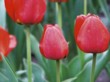  Červená je jedna z nejoblíbenějších barev tulipánů ('Couleur Cardinal') 