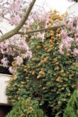  Oranžová bugenvilea, v popředí květy stromu Chorisia speciosa 