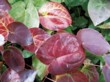  Listy škornice (Epimedium x rubrum) zimu poměrně dobře přežívají. Na podzim se navíc nádherně zbarví, a proto se hodí před tmavé jehličnany. Na jaře ostříhejte oschlé a zahnědlé listy 