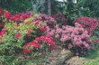  Rododendrónům se daří v mírném stínu vzrostlých stromů 