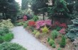  Rododendrony se vyjímají ve skupinách s drobnějšími jehličnany 