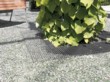  Mříž chrání kořeny popínavého podražce (Aristolochia), kolem je nasypána dekorační skleněná drť 