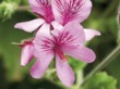  Barevný účinek má i výrazné žilkování (pelargonie) 