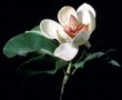  Šácholan velkokvětý (Magnolia grandiflora) pochází z jižní části USA 