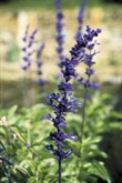  Intenzivní kobaltová modř je typická pro jednoletou šalvěj (Salvia farinacea 'Hirta') 