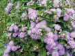  Odolná a vděčná letnička nestařec (Ageratum houstonianum 'Blue Danube') 