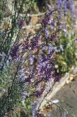  Lnice (Linaria purpurea) je málo známá slunomilná trvalka, které se daří v každé půdě 
