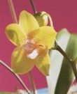  Detail květu Phalaenopsis 