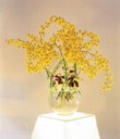  Oncidium ve váze od Bořka Šípka, foto z výstavy v galerii Arzenal. Během vegetace musí mít rostliny dostatek vláhy, dobré je rosení. Hrnkovou květinu pořídíte od 265 Kč, NATURALIA 