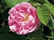  Rosa centifolia - růže stolistá 