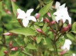  Jasmín velkokvětý - Jasminum grandiflorum 