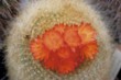 Brazilicactus haselbergii 