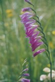 Mečík střechovitý (Gladiolus imbricatus) vzácně potkáte na „kopanicích“ v Bílých Karpatech