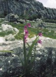 Mečík italský (Gladiolus italicus) na skalách ve Španělsku. Ve Středozemí tuto křehkou krásku potkáte dokonce na kraji polí jako plevel