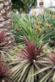  Dracena a strelicie 